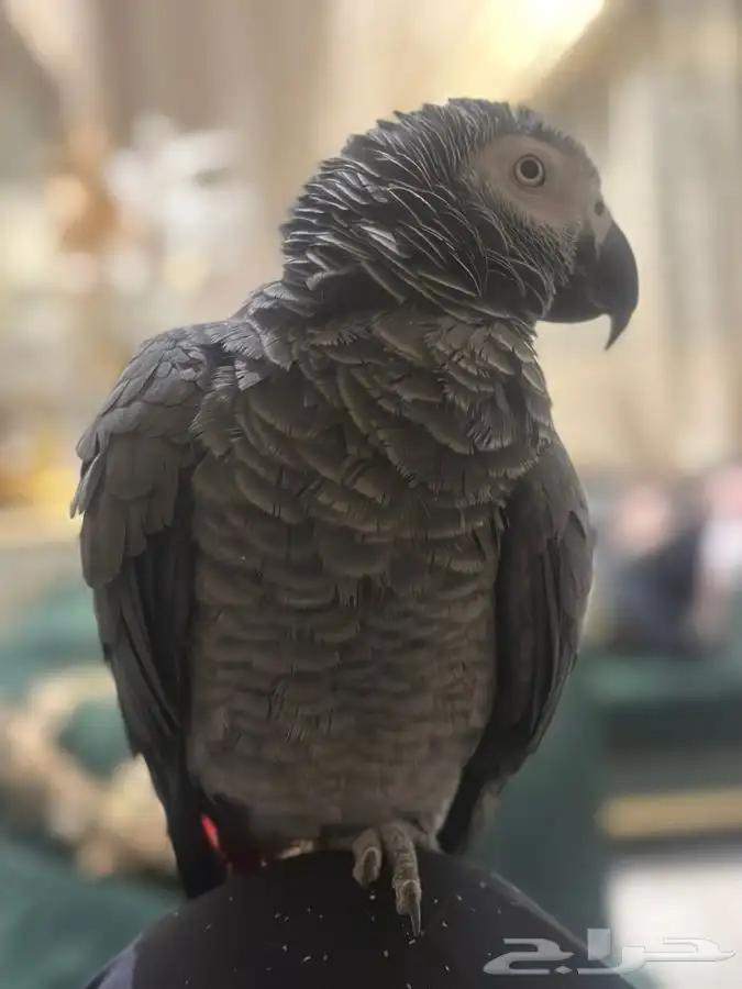 للبيع أنثى كاسكو أليفه مع قفص و ستاند هدية 4