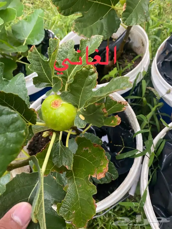اصناف تين مغربية منتجة 6