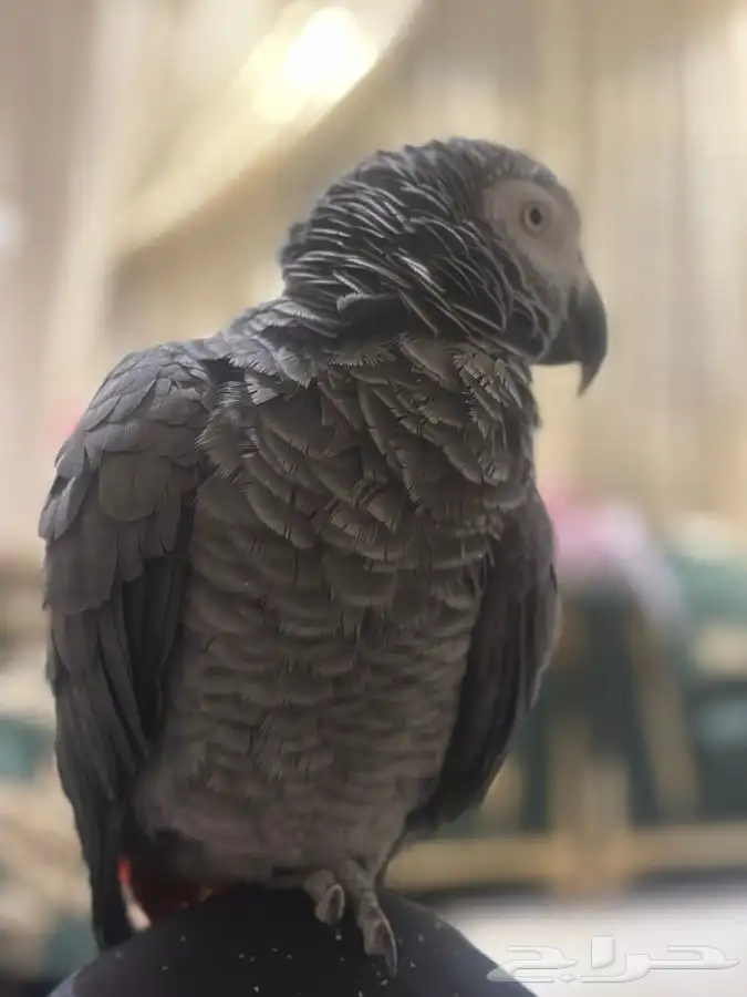 للبيع أنثى كاسكو أليفه مع قفص و ستاند هدية 5