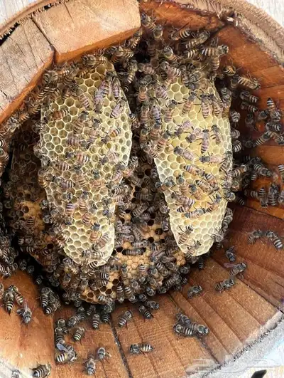 عسل جديد صافي من منحلي شخصي ا 2