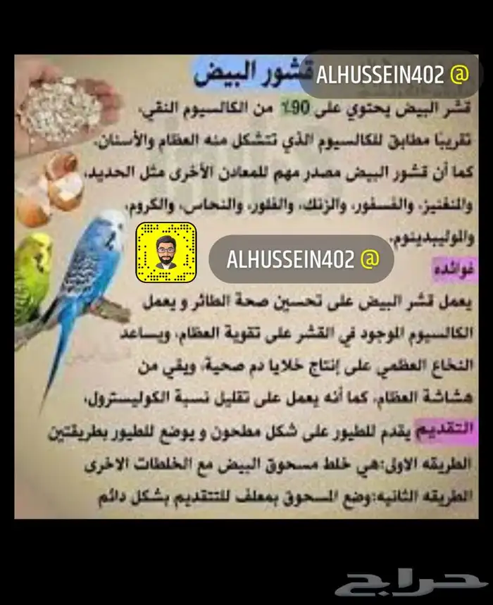 خلطة التحديق لزيادة أنتاج البيض 2