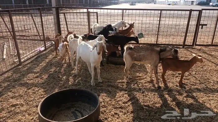 ذبيحتك لباب بيتك 1