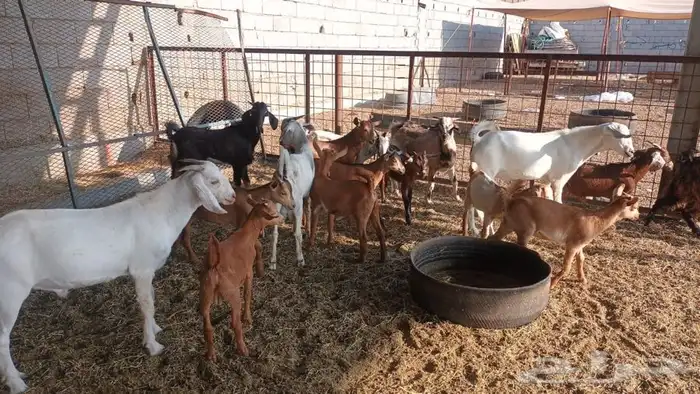 ذبيحتك لباب بيتك 12
