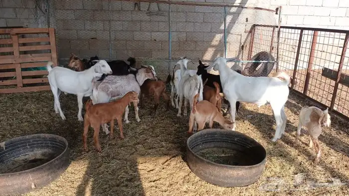 ذبيحتك لباب بيتك 13
