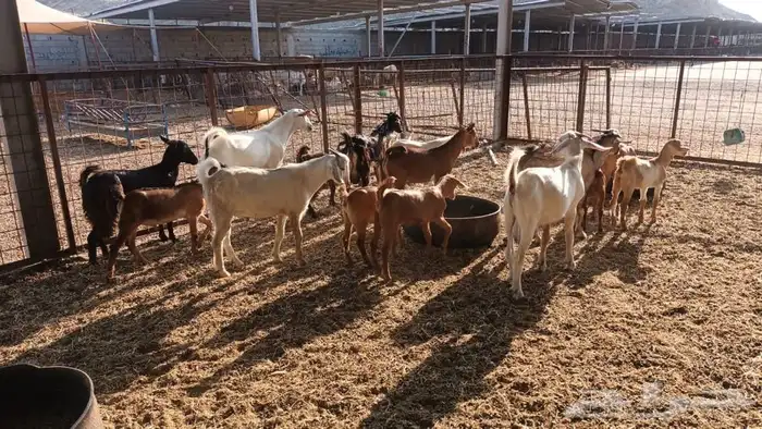 ذبيحتك لباب بيتك 4