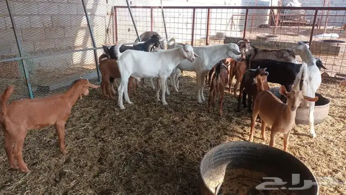 ذبيحتك لباب بيتك 7