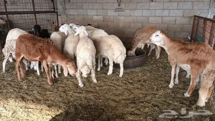 ذبيحتك لباب بيتك 29