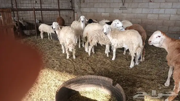 ذبيحتك لباب بيتك 23