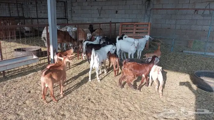 ذبيحتك لباب بيتك 11