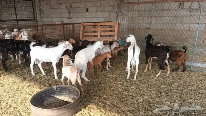 ذبيحتك لباب بيتك 6