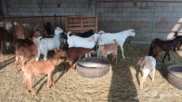 ذبيحتك لباب بيتك 0