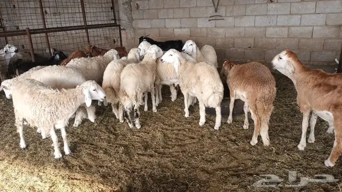 ذبيحتك لباب بيتك 26