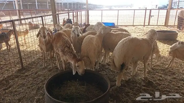 ذبيحتك لباب بيتك 20