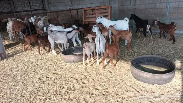 ذبيحتك لباب بيتك 17