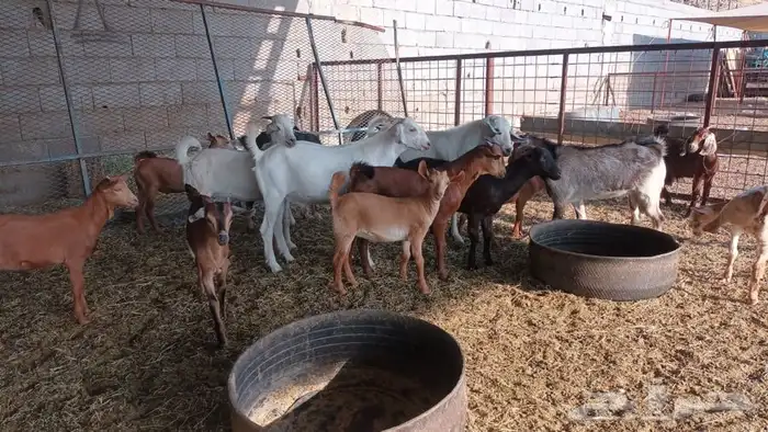 ذبيحتك لباب بيتك 18
