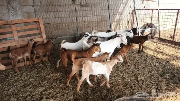 ذبيحتك لباب بيتك 8