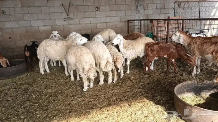 ذبيحتك لباب بيتك 21
