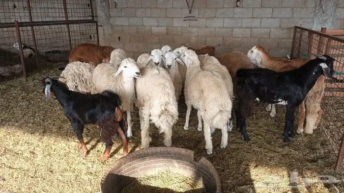 ذبيحتك لباب بيتك 24