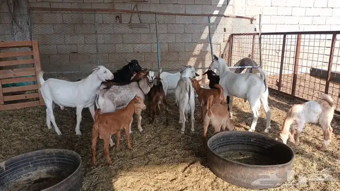 ذبيحتك لباب بيتك 19
