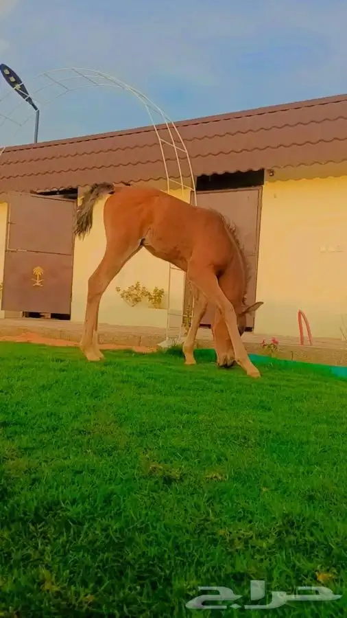 مربط ومنتجع 6