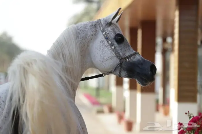 مربط الأسياف 1