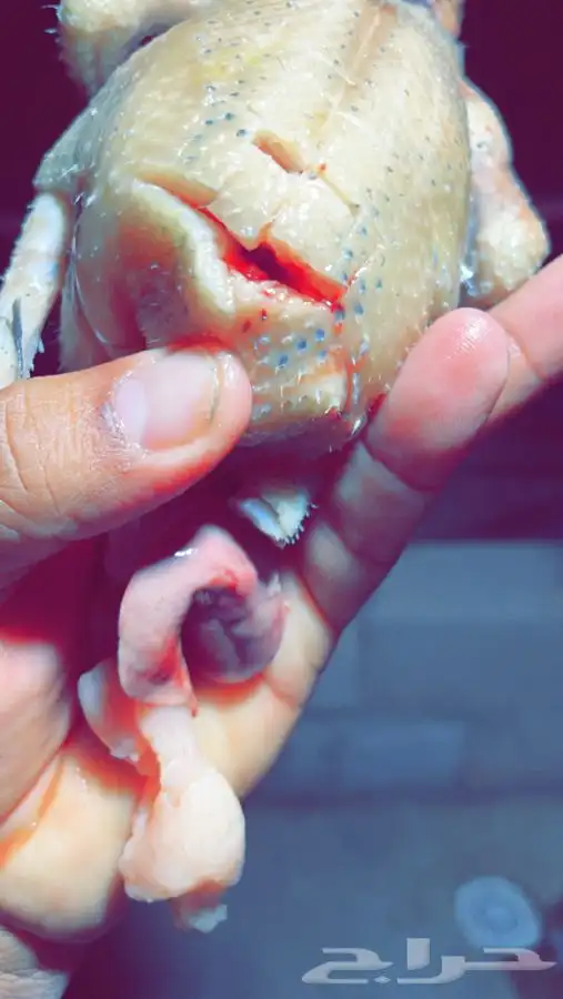 حمام فرنسي سوبر جامبوو 11