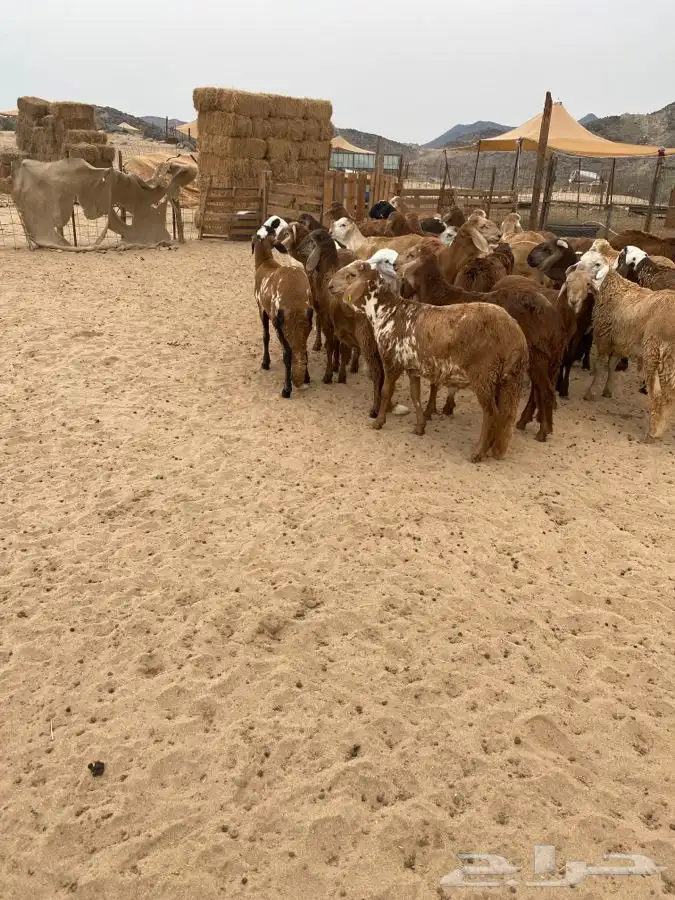 الشميسي طريق الخواجات قبل حوش الجابري يسار 1