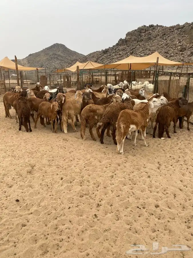 الشميسي طريق الخواجات قبل حوش الجابري يسار 2