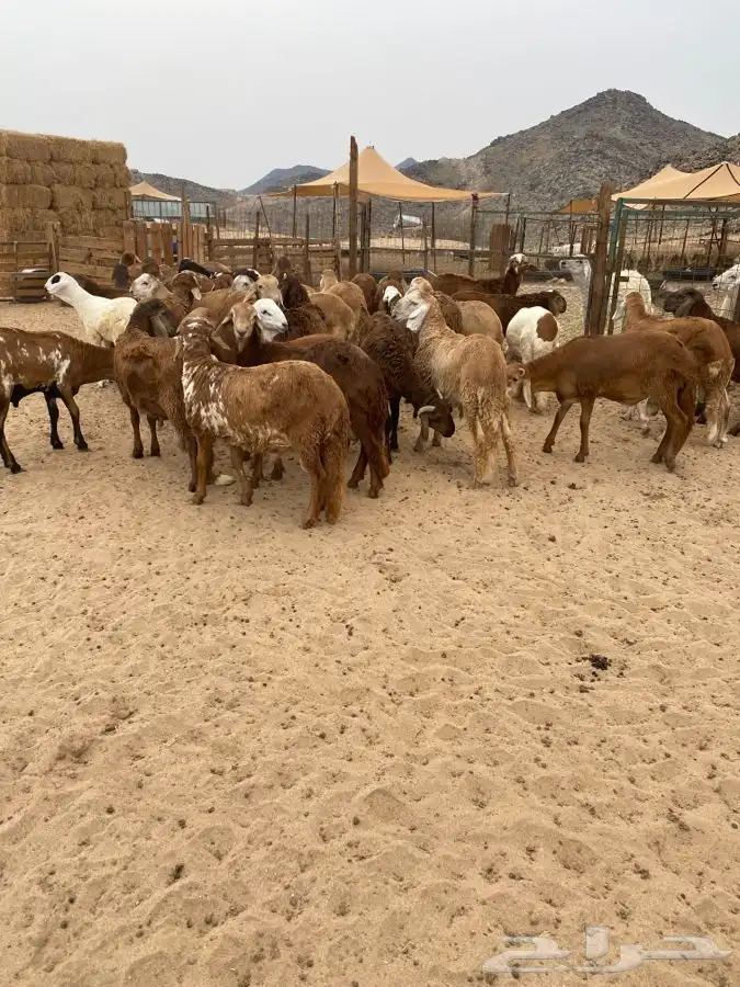 الشميسي طريق الخواجات قبل حوش الجابري يسار 0