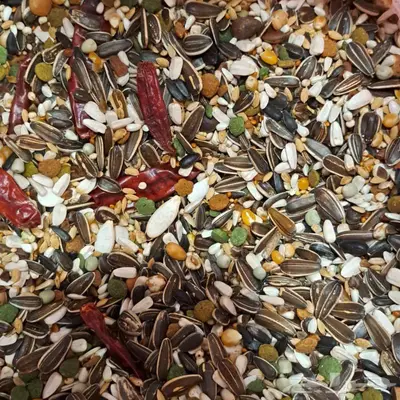 أعلاف طيور ببغاوات كاسكو مكاو كوكاتو امروني 1