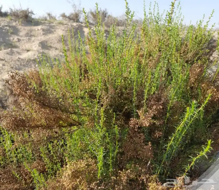 شتلات بريه عاذر 0