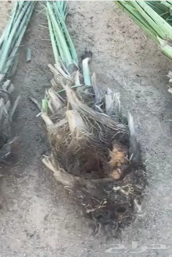 الكهيفيه 2