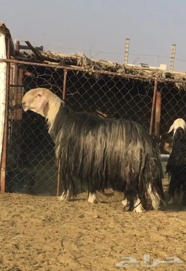 عروض النجد رقم 3 حلال ابو حمدان الحبابي 0