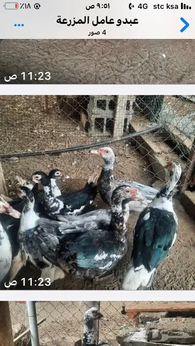بط للبيع 1
