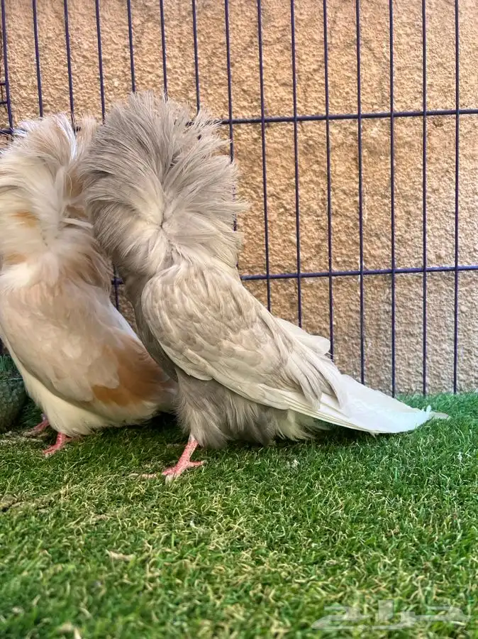 ( تم البيع ) فردتين جاكوبين 3