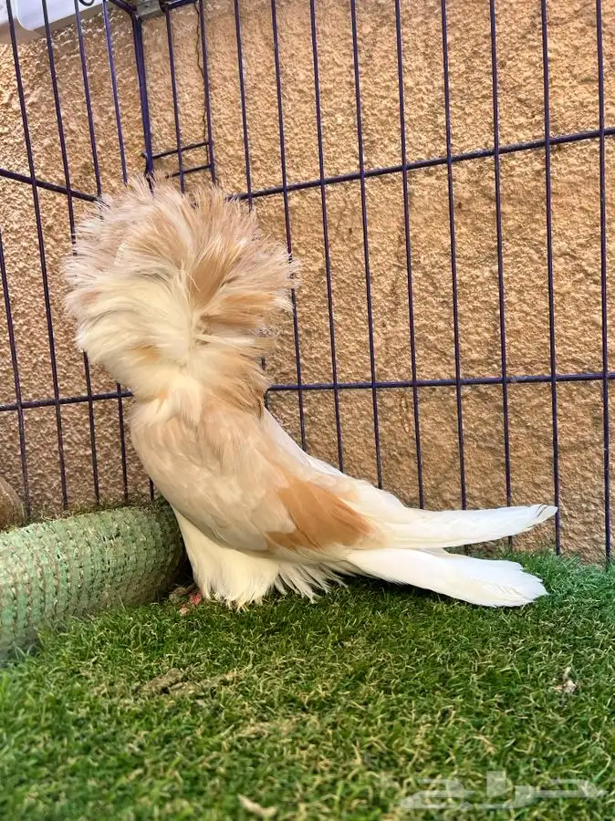 ( تم البيع ) فردتين جاكوبين 1