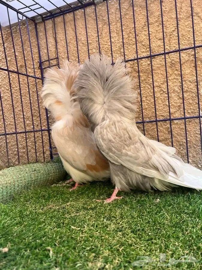 ( تم البيع ) فردتين جاكوبين 2