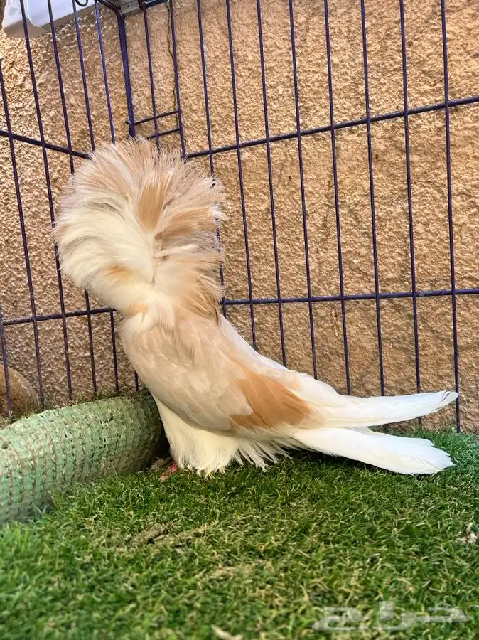 ( تم البيع ) فردتين جاكوبين 0