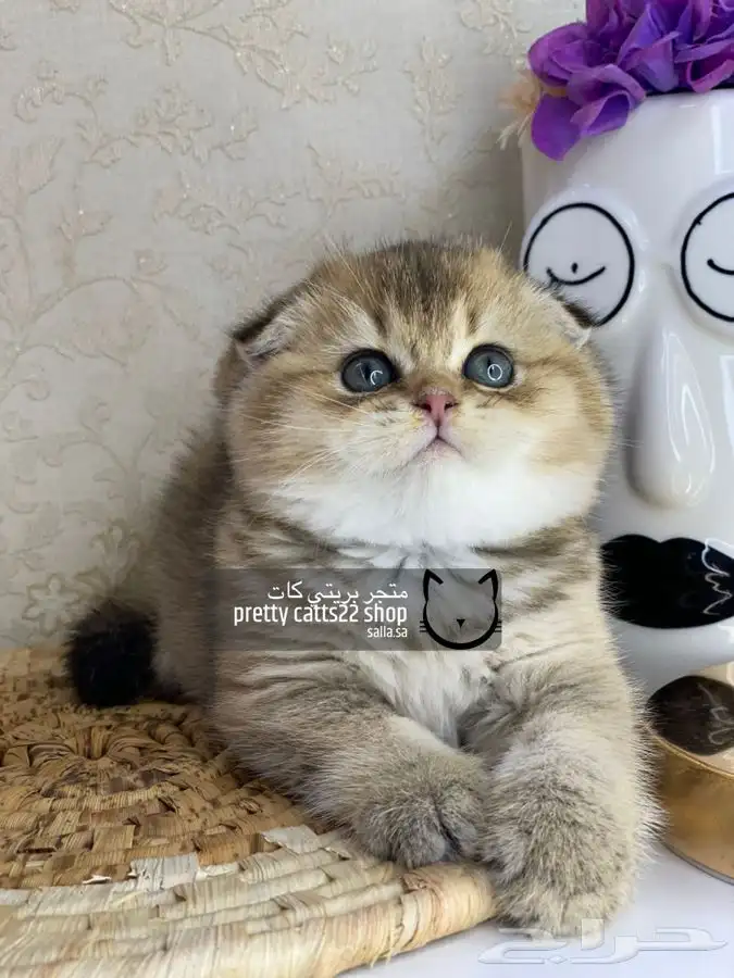 سكوتش فولد كيتن سكوتش ستريت قطه قطط قطوه قطو كيتن 1