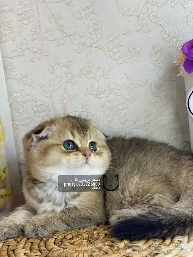 سكوتش فولد كيتن سكوتش ستريت قطه قطط قطوه قطو كيتن 3