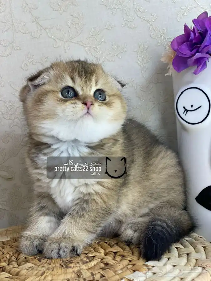 سكوتش فولد كيتن سكوتش ستريت قطه قطط قطوه قطو كيتن 2