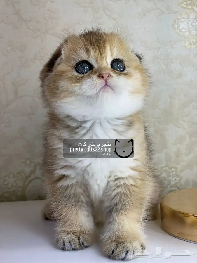 سكوتش فولد كيتن سكوتش ستريت قطه قطط قطوه قطو كيتن 6