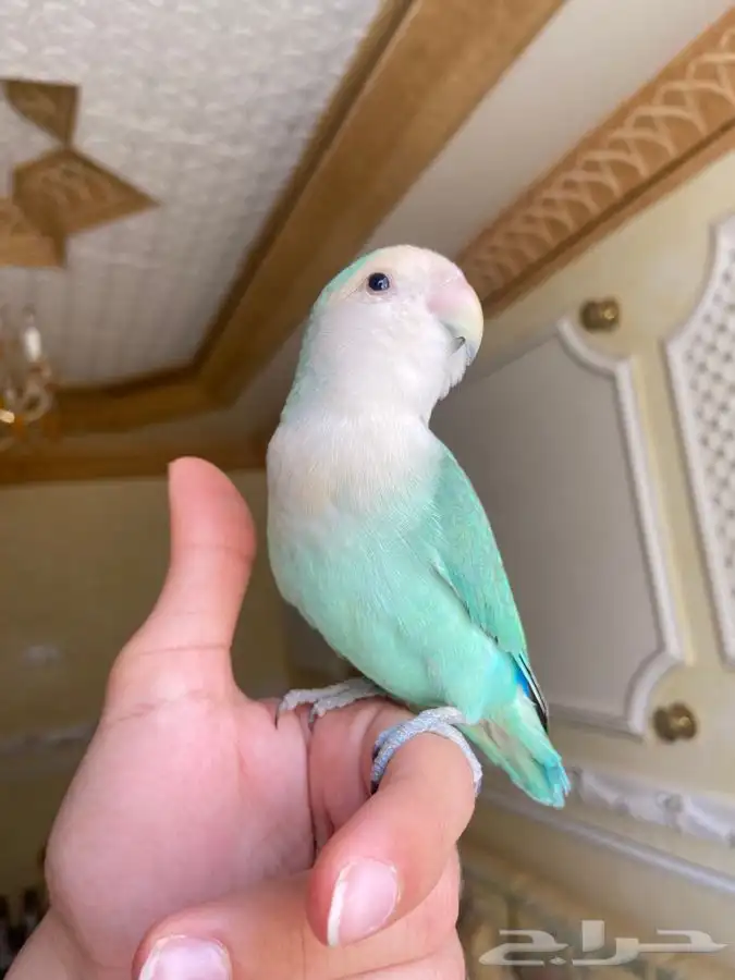 روز مفطوم اليف 5