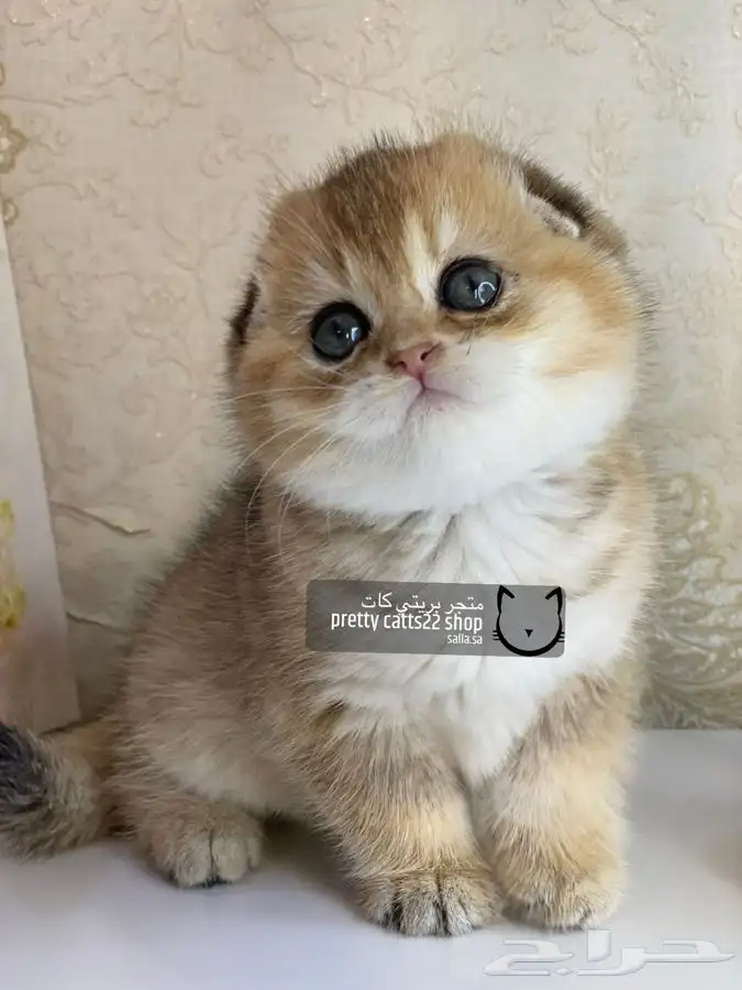 سكوتش فولد كيتن سكوتش ستريت قطه قطط قطوه قطو كيتن 4