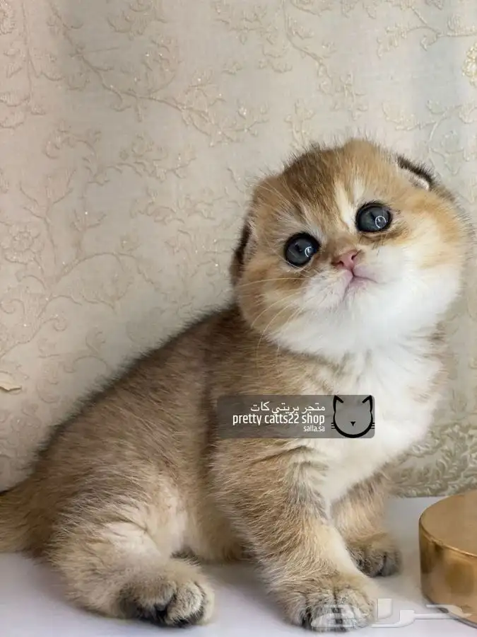 سكوتش فولد كيتن سكوتش ستريت قطه قطط قطوه قطو كيتن 5