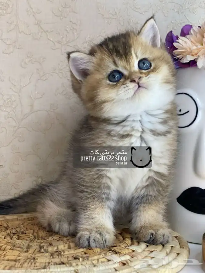 سكوتش فولد كيتن سكوتش ستريت قطه قطط قطوه قطو كيتن 9