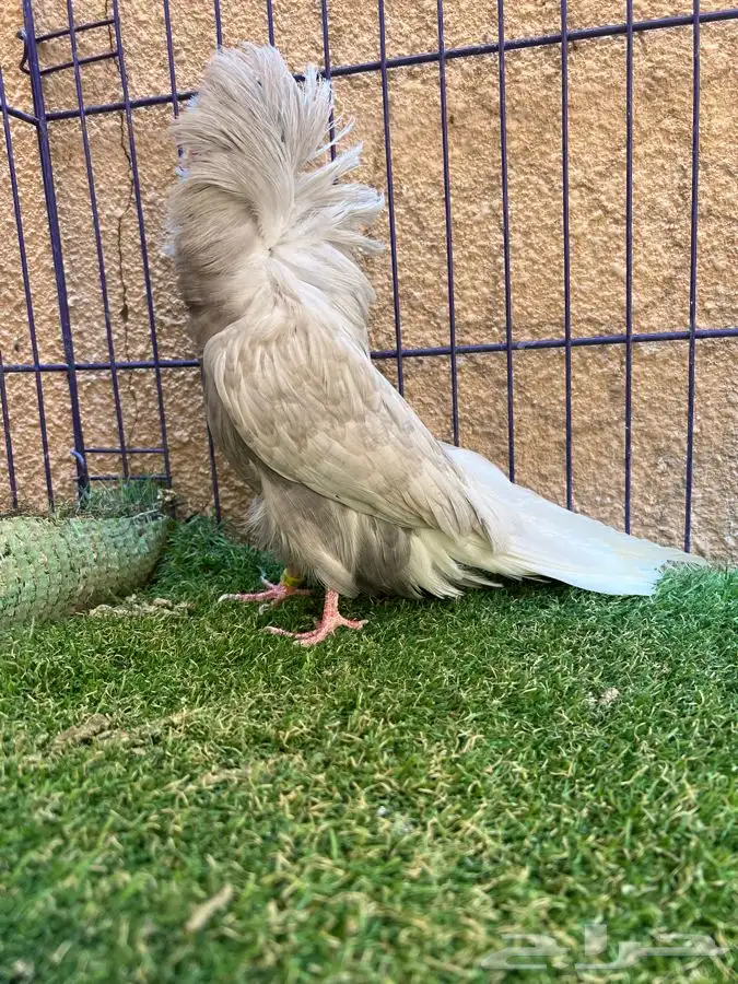 ( تم البيع ) فردتين جاكوبين 4