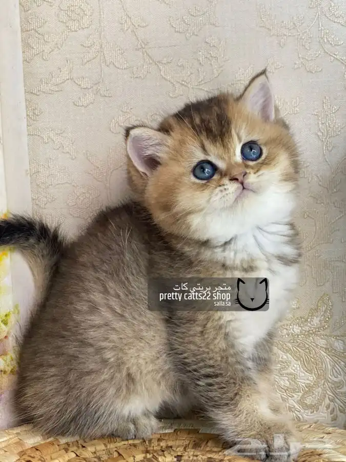 سكوتش فولد كيتن سكوتش ستريت قطه قطط قطوه قطو كيتن 8