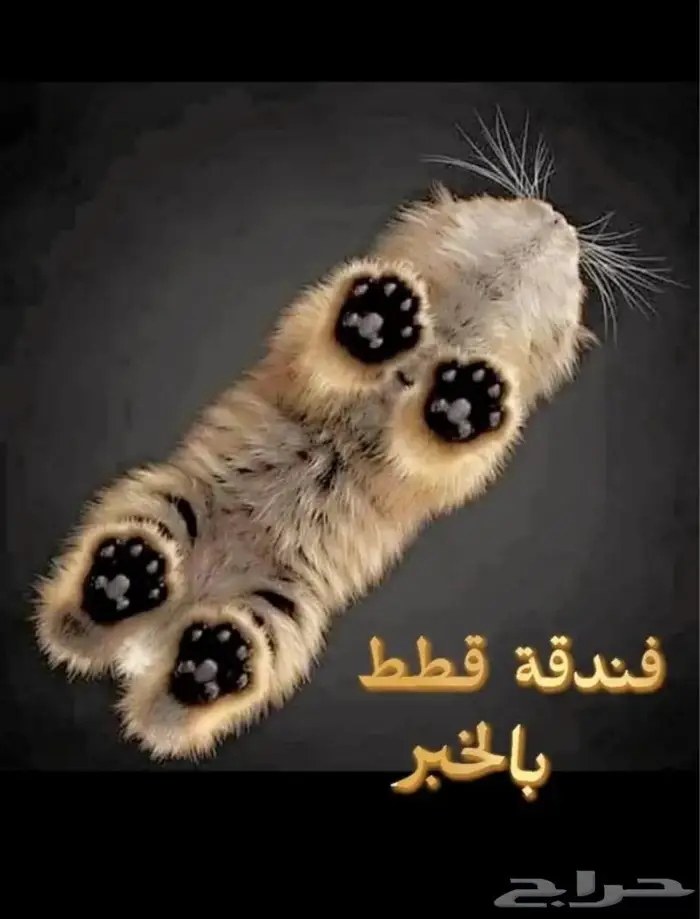 فندقة قطط بالخبر 0