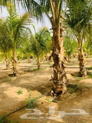 نخل ملوكي ونخل نرجيل 6